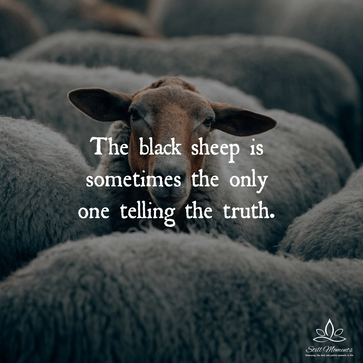 The Black Sheep Is Sometimes the Only One Telling the Truth Still Moments
